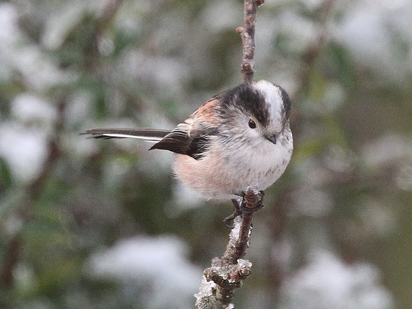 Long - tailed Tit - Beddau - Glamorgan
