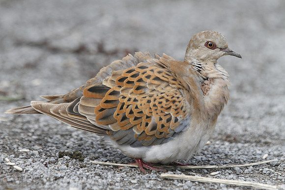 Turtle Dove - Cardiff - Wales