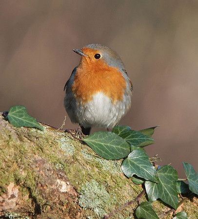 Robin - Nelson - Wales