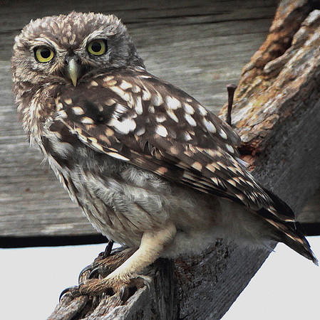 Little Owl - Wales
