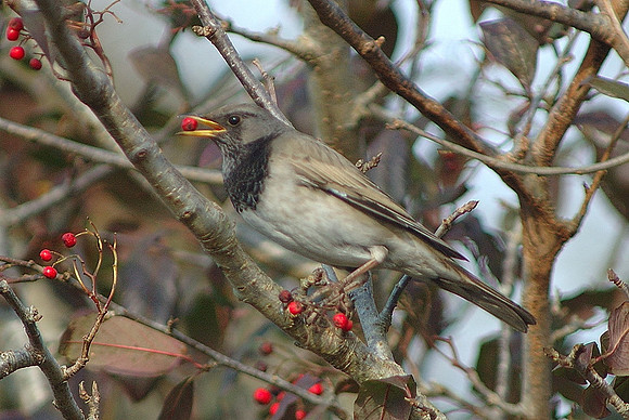 Black -throated Thrush - Swansea - Wales