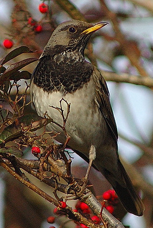 Black throated Thrush - Swansea - Wales