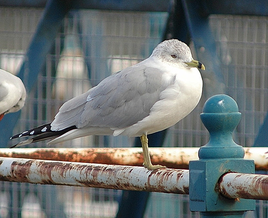 Ring billed Gull - Cardiff - Wales