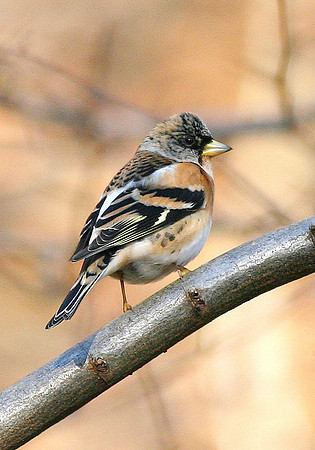 Brambling (male) - Cardiff - Wales
