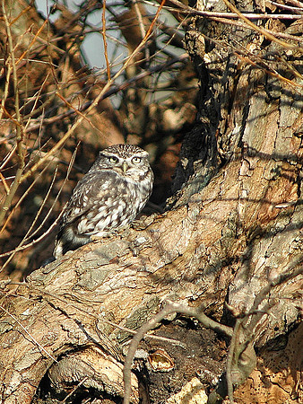 Little Owl - Cardiff - Wales