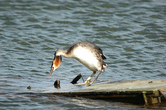 Great crested Grebe (standing!) Cardiff Wales