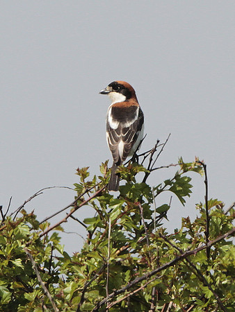 Woodchat Shrike - Gileston - Glamorgan - Wales