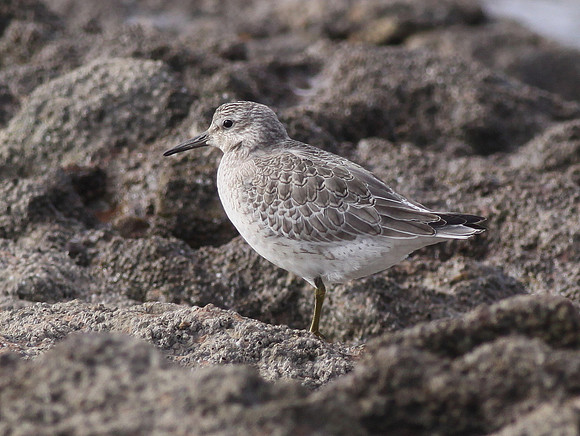 Knot - Sker Point - Wales