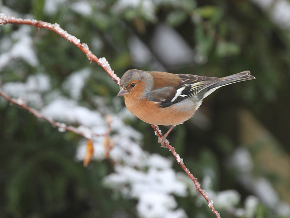 Chaffinch - Glamorgan