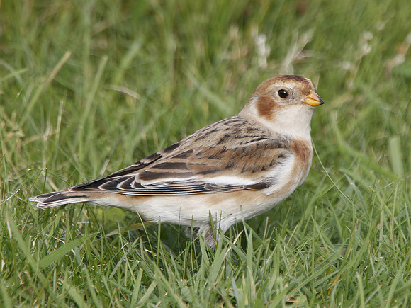 Snow Bunting - Newton - Wales