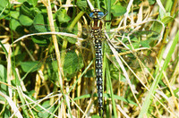 Amphibians, Insects, Snakes etc.