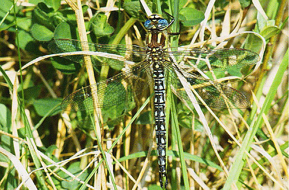Hairy Dragonfly - Brachytron pratense - KNNR - WALES