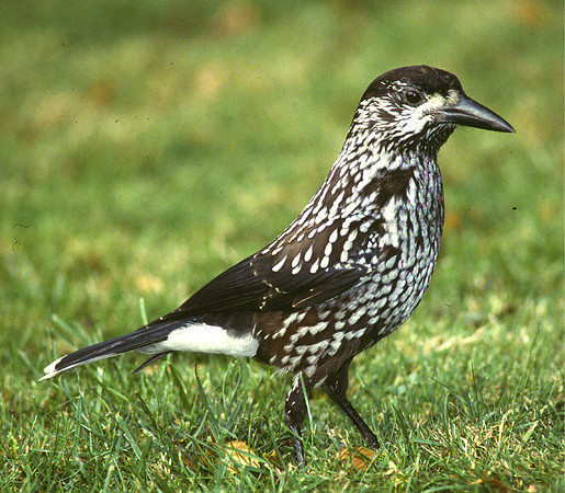 Nutcracker - Stoke - England