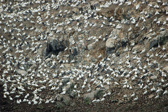 Skokholm Gannetry - Pembs. Wales
