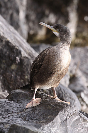 Shag - Port Talbot - Wales