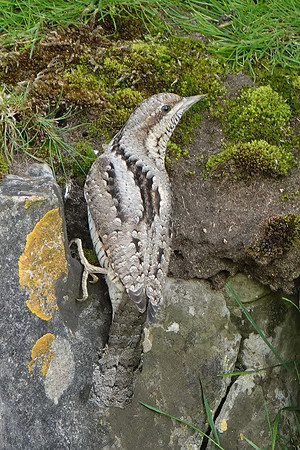 WRYNECK Ogmore 2019