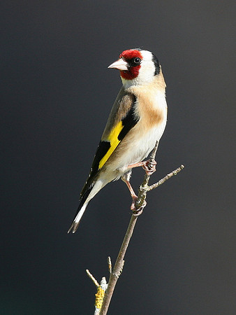 Goldfinch - Glamorgan - Wales