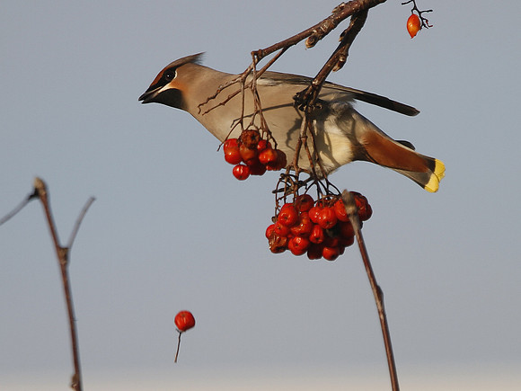 Waxwing - Bridgend - Wales