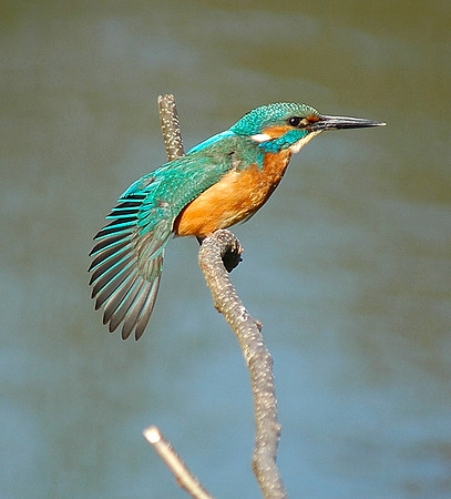 Kingfisher (wingstretching) Cardiff-Wales