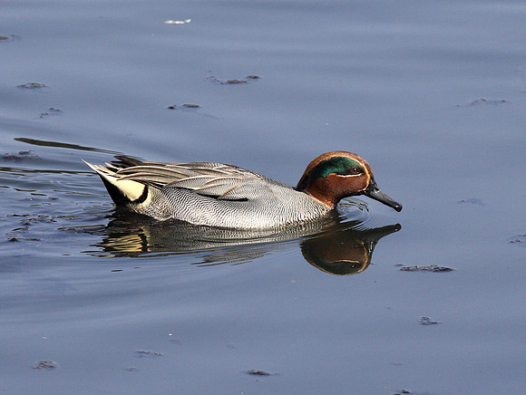 Eurasian Teal-Cardiff - Wales