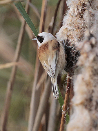 Penduline Tit - Newport -Wales