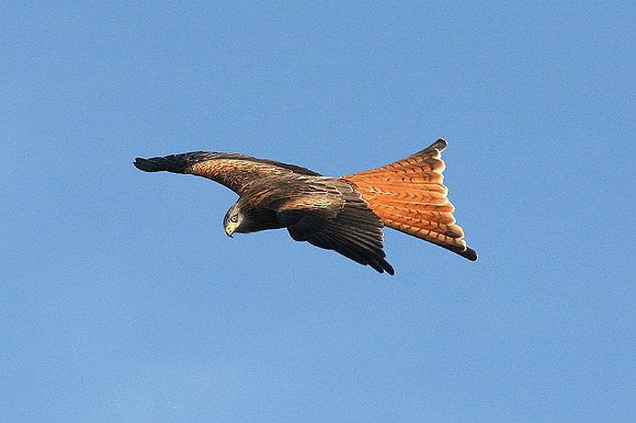 Red Kite - Gigrin Farm - Wales