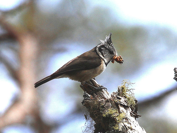Crested  Tit - Scotland