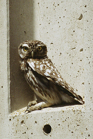 Little Owl - Villafafila - Spain