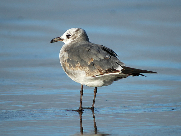 Laughing Gull - Porthcawl - Wales