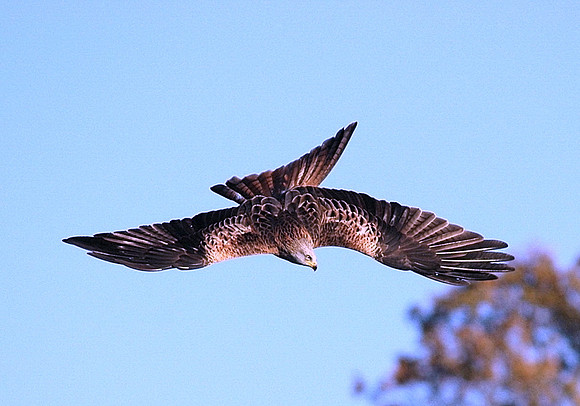 Red Kite juvenile - Gigrin - Mid Wales
