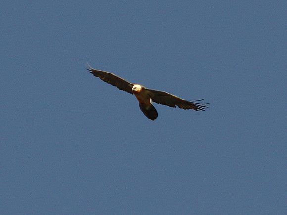 Lammergeier - Escuain - Spain