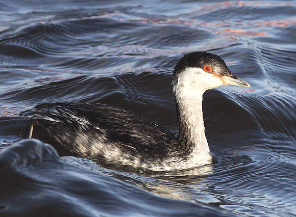 Slavonian Grebe - Cardiff - Wales