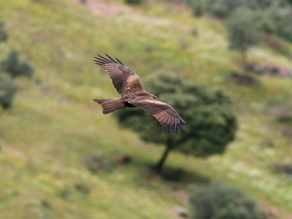 Black Kite - Monfrague - Spain