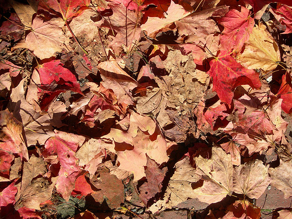 Fall leaves - Strawberrybank - New England