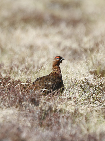 Red Grouse - Scotland