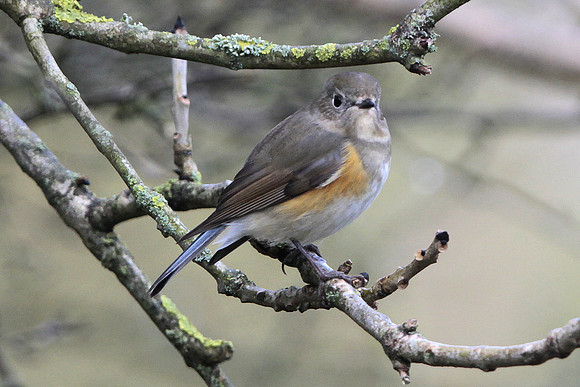 Red flanked Bluetail - Marshfield - Gloucestershire