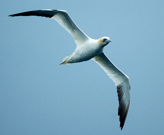 Gannet - Skokholm - Wales