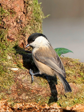 Willow Tit - Nelson - Wales