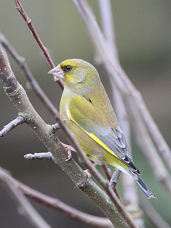 Greenfinch - Wales