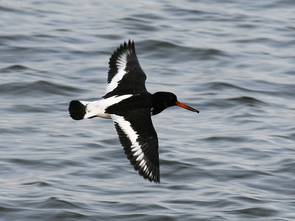 Oystercatcher - Pembrokeshire - Wales
