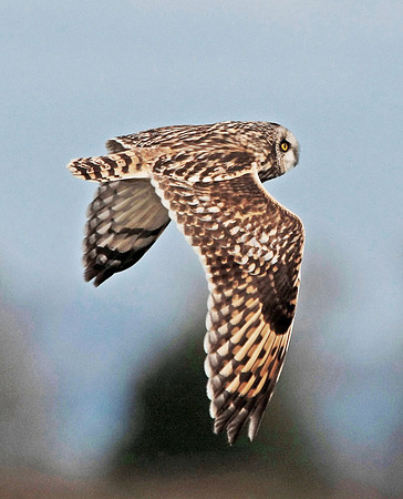Short eared Owl - Cardiff -Wales
