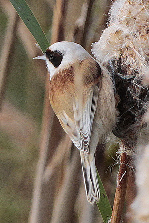 Penduline Tit - Newport -Wales