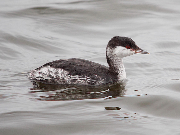 Slavonian Grebe - Cardiff - Wales