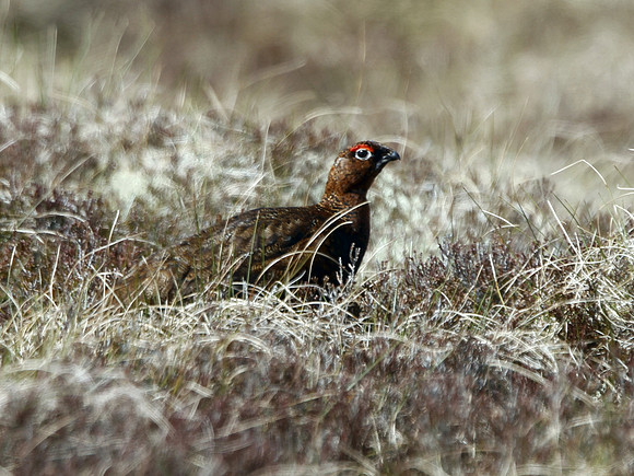 Red Grouse - Scotland