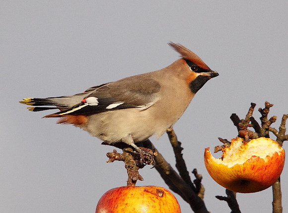 Waxwing - Sully - Wales