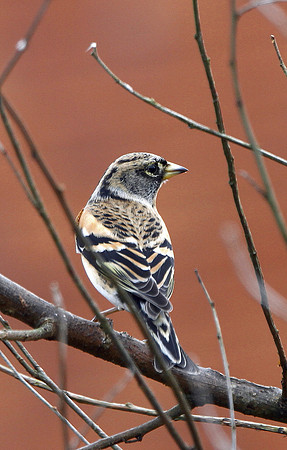 Brambling - winter - Wales