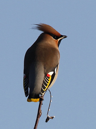 Waxwing - Bridgend Glamorgan