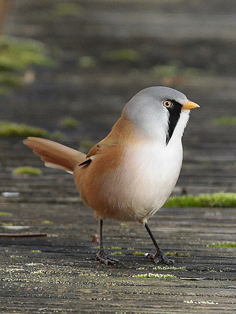 Bearded Tit - Cosmeston - Wales 2013