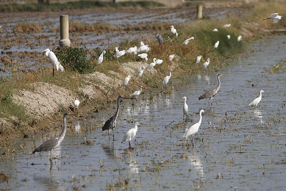 Herons on the Ebro Delta