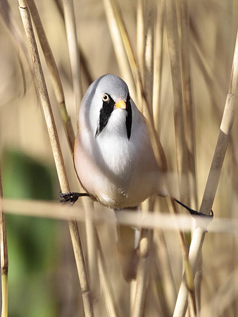 Bearded Tit - Cosmeston - Wales 2013